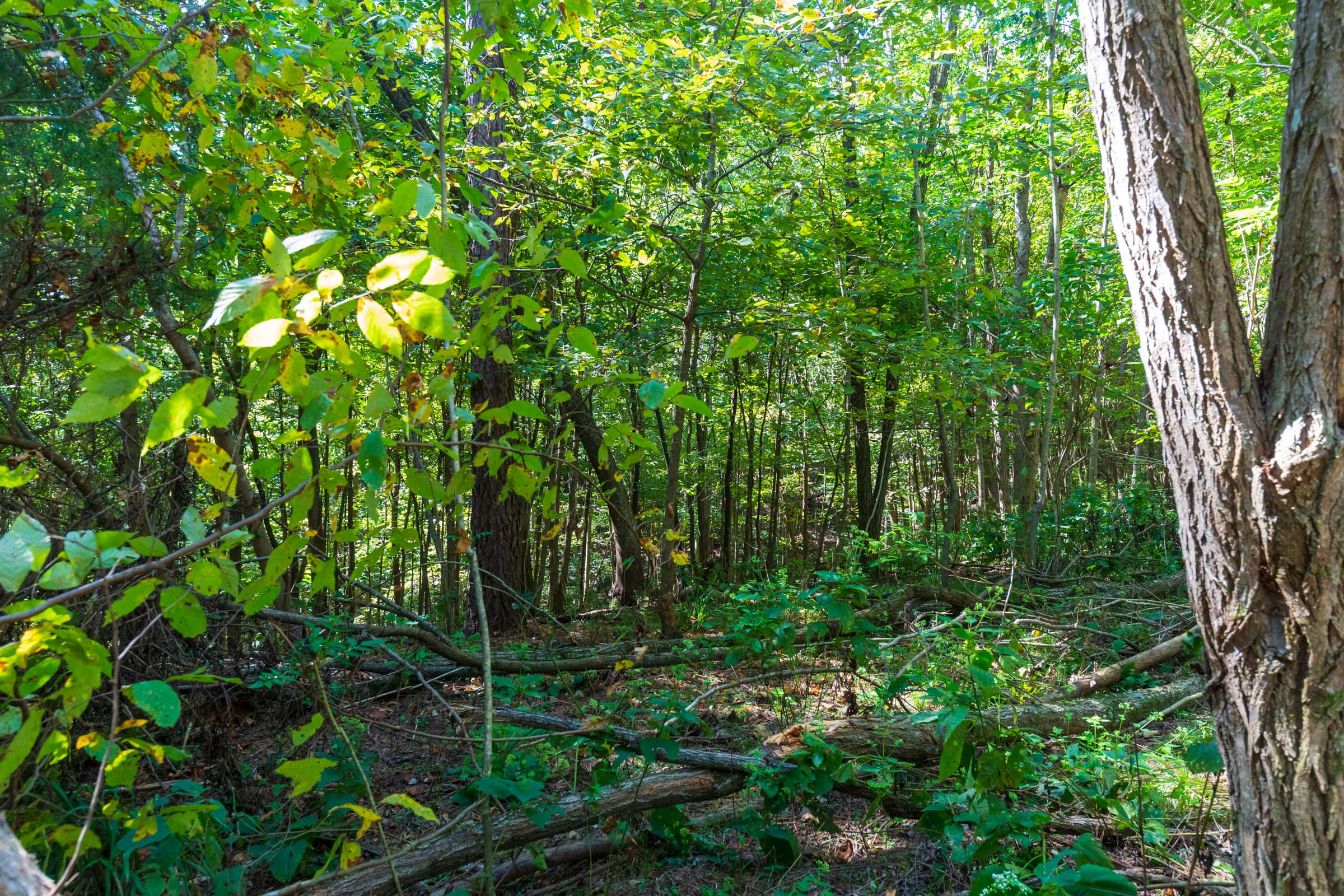 Tract 12 at Redemption Ridge in Wayne County, Tennessee