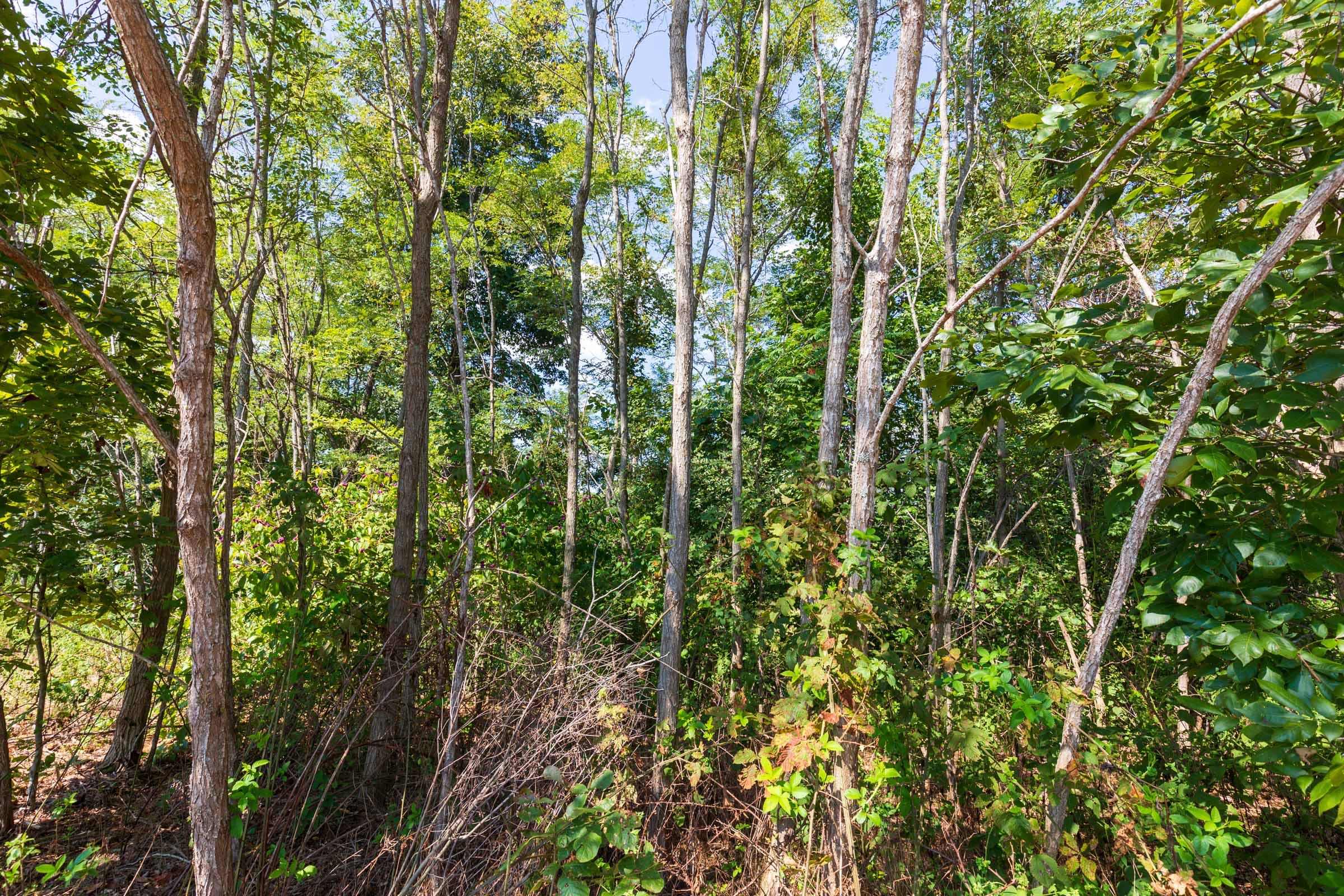 Tract 15 at Redemption Ridge in Wayne County, Tennessee