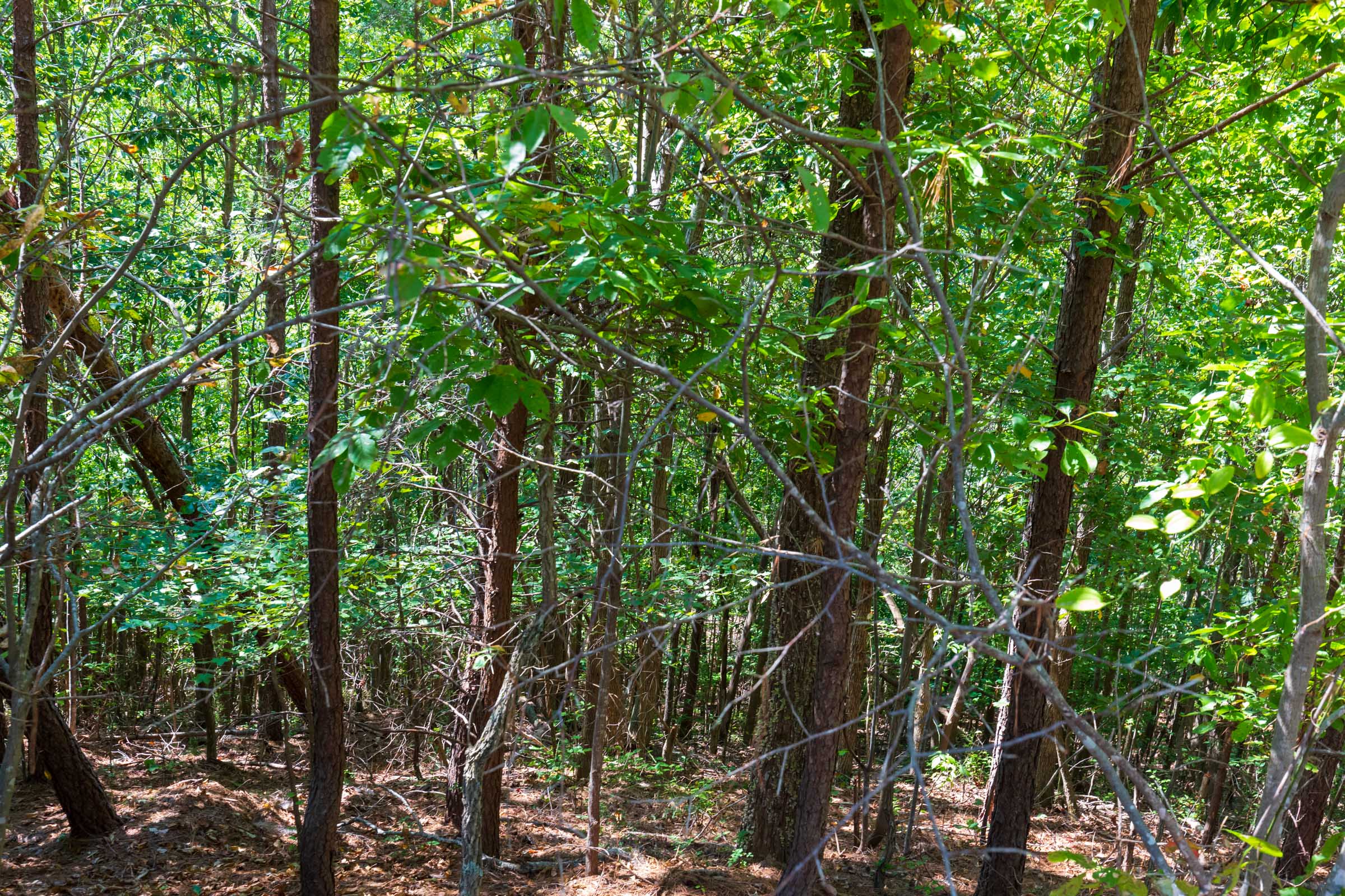 Tract 16 at Redemption Ridge in Wayne County, Tennessee
