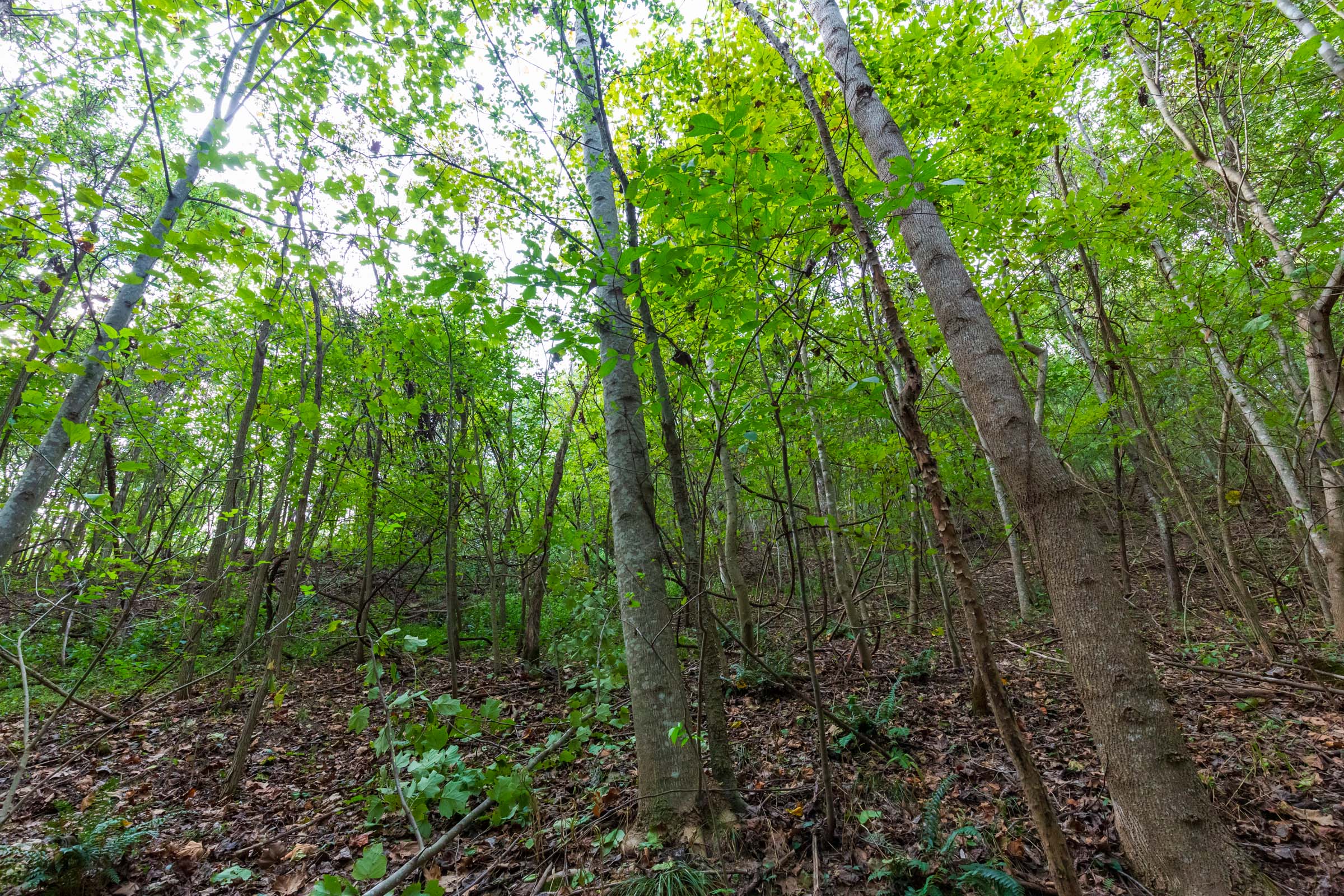 Tract 18 at Redemption Ridge in Wayne County, Tennessee
