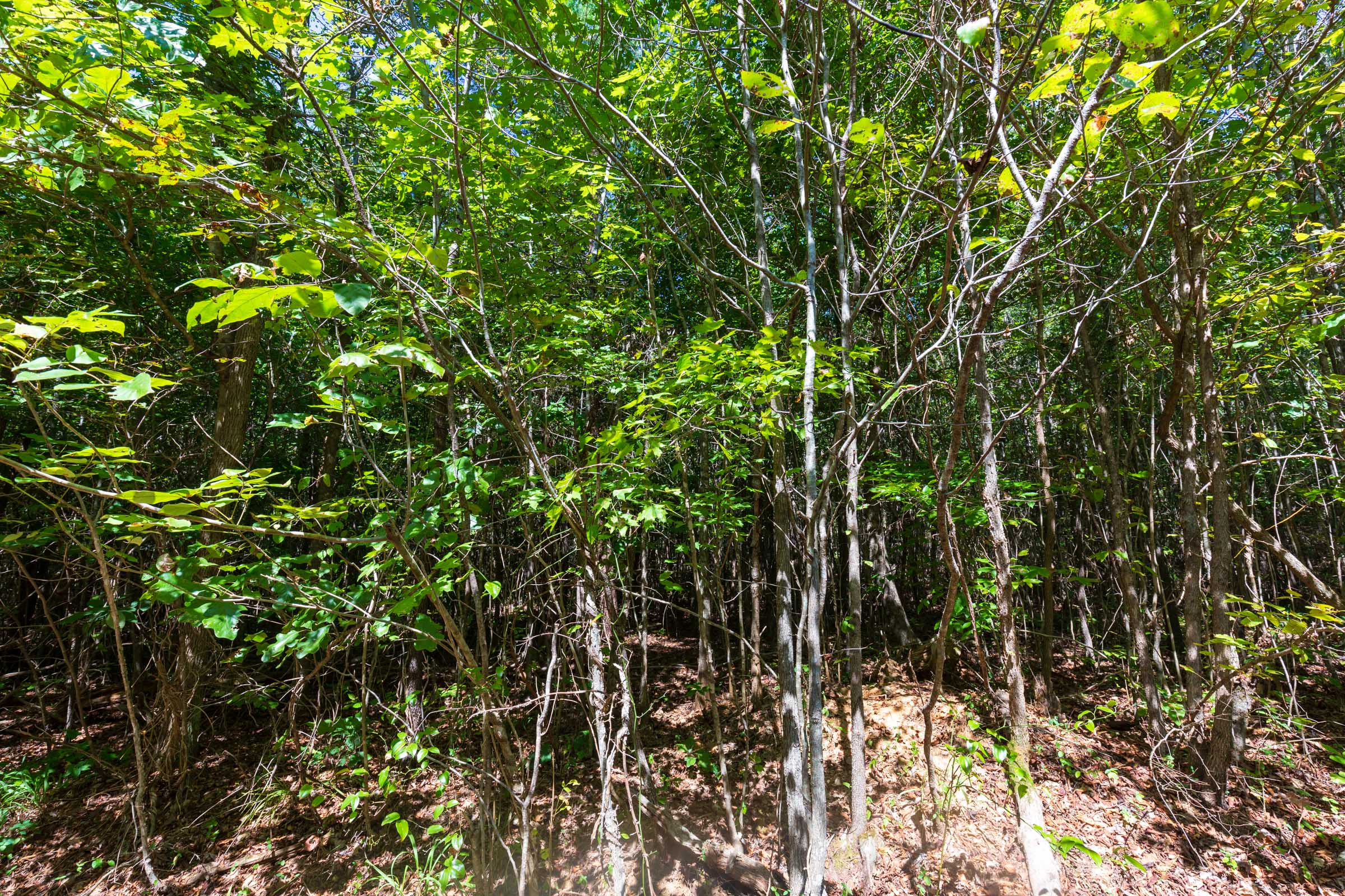 Tract 20 at Redemption Ridge in Wayne County, Tennessee