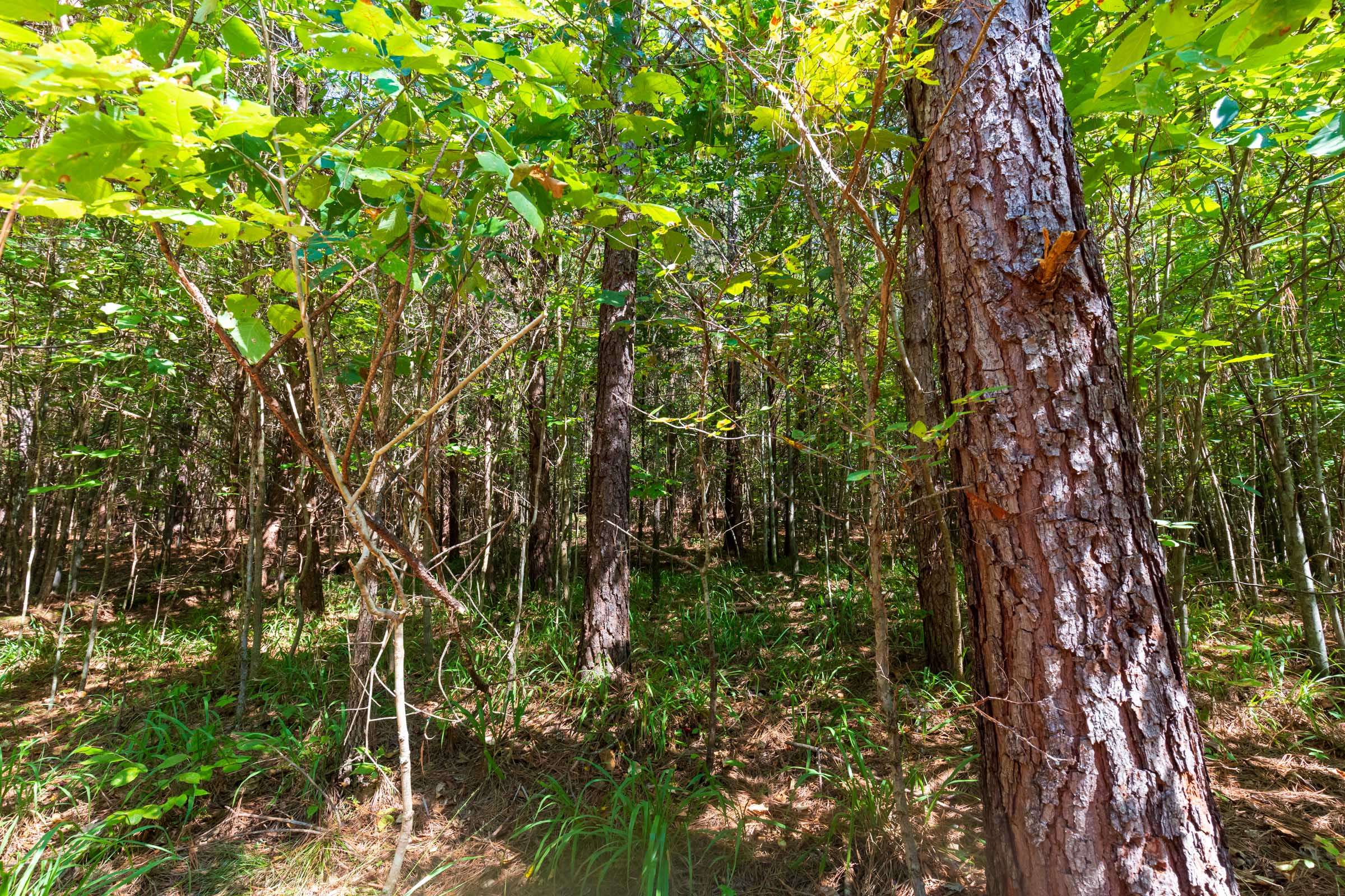Tract 23 at Redemption Ridge in Wayne County, Tennessee