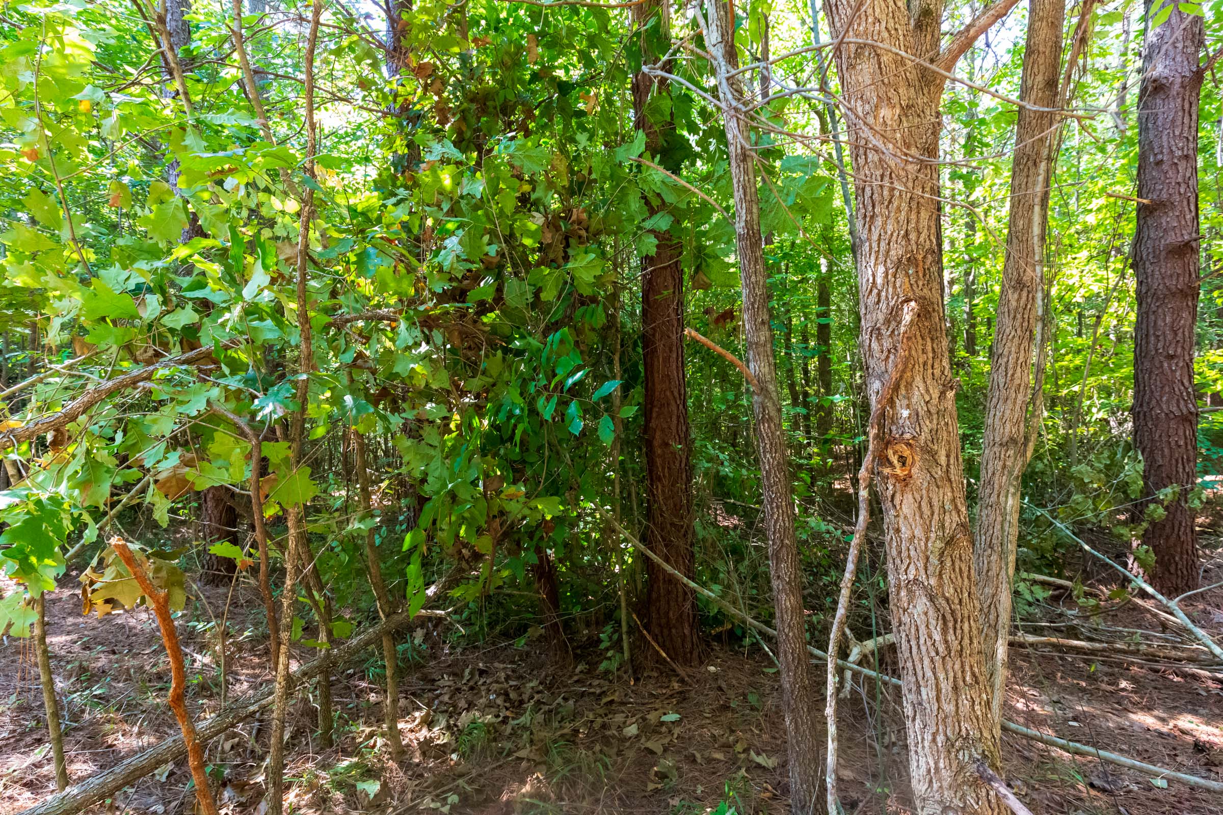 Tract 24 at Redemption Ridge in Wayne County, Tennessee
