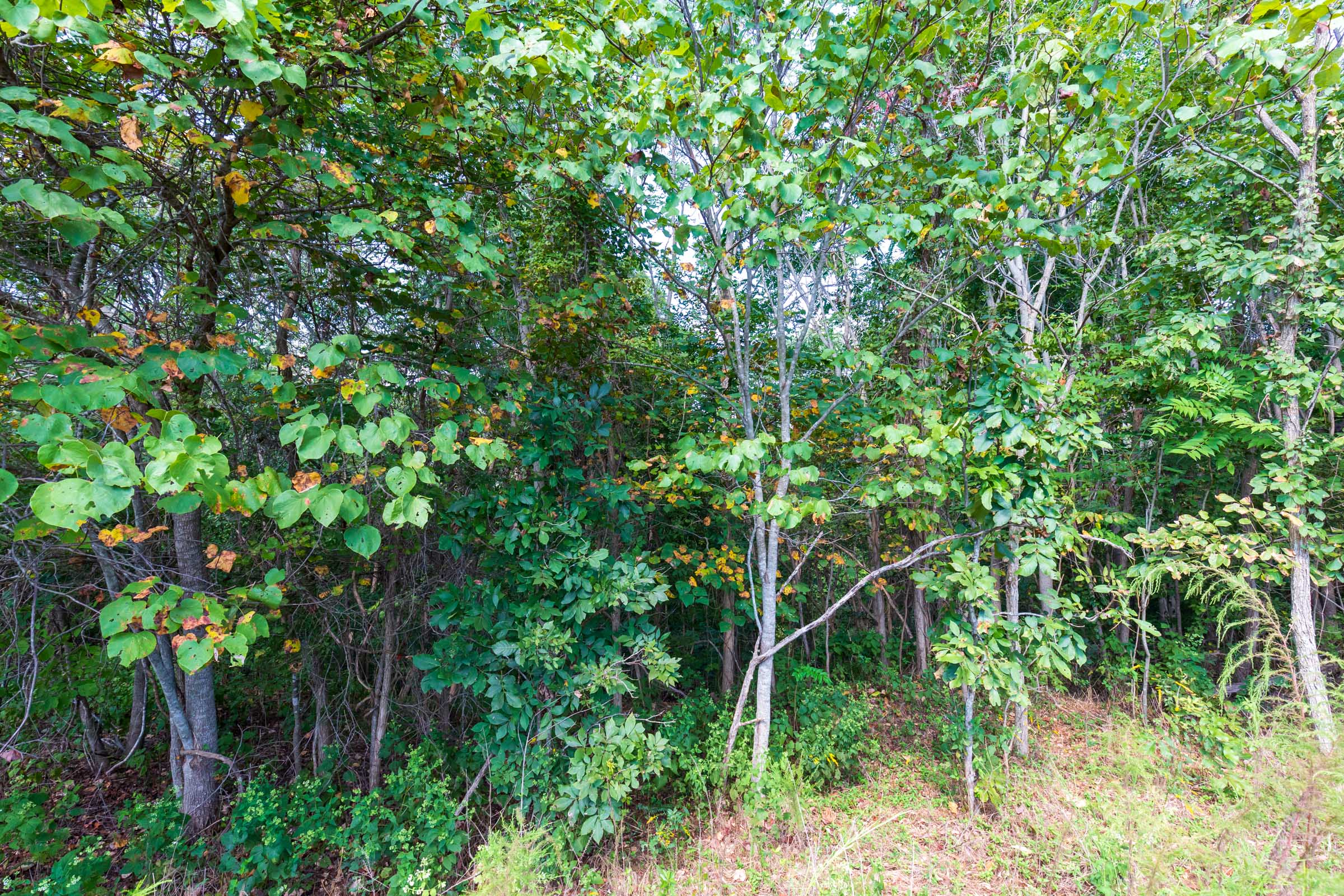 Tract 5 at Redemption Ridge in Wayne County, Tennessee