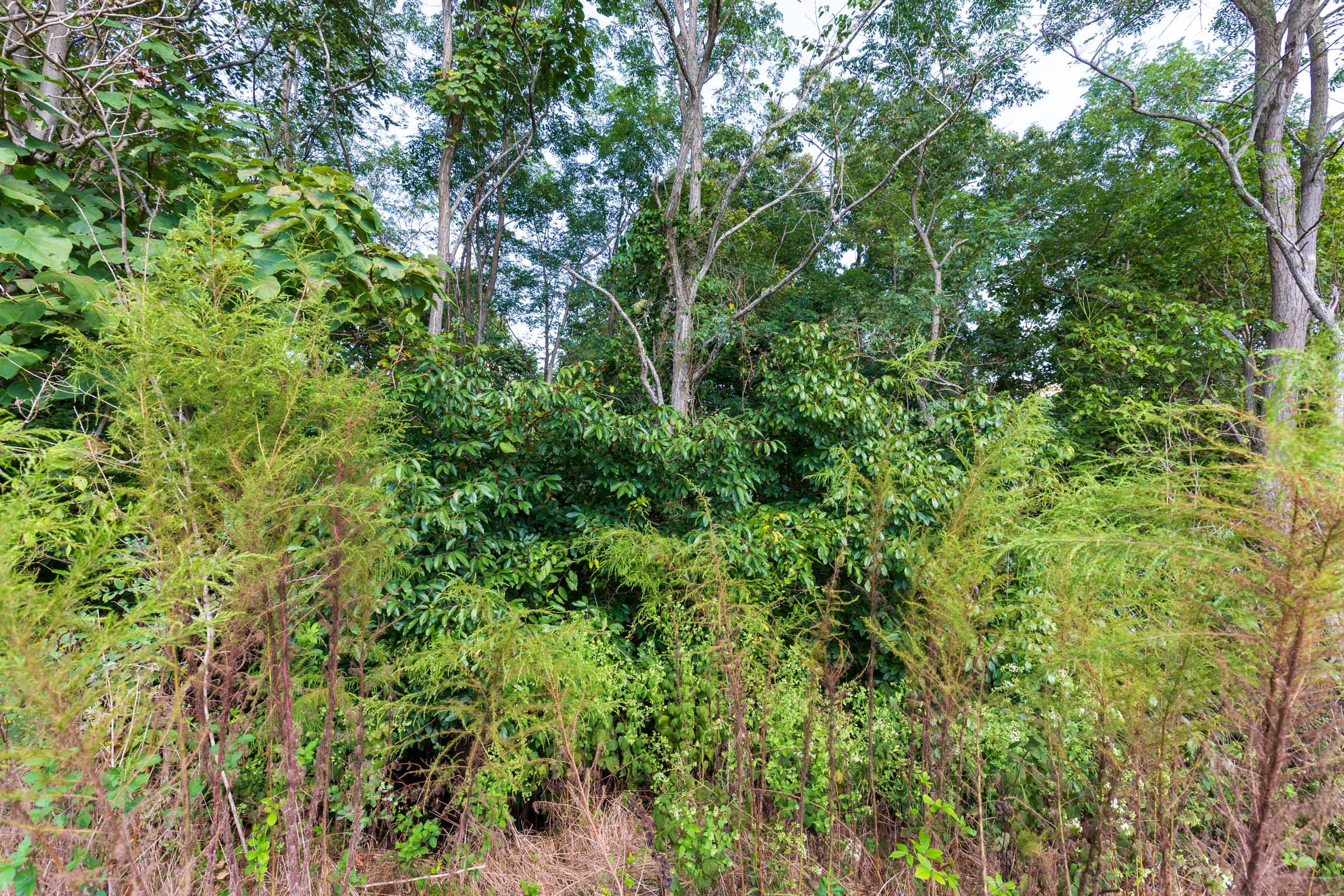 Tract 6 at Redemption Ridge in Wayne County, Tennessee