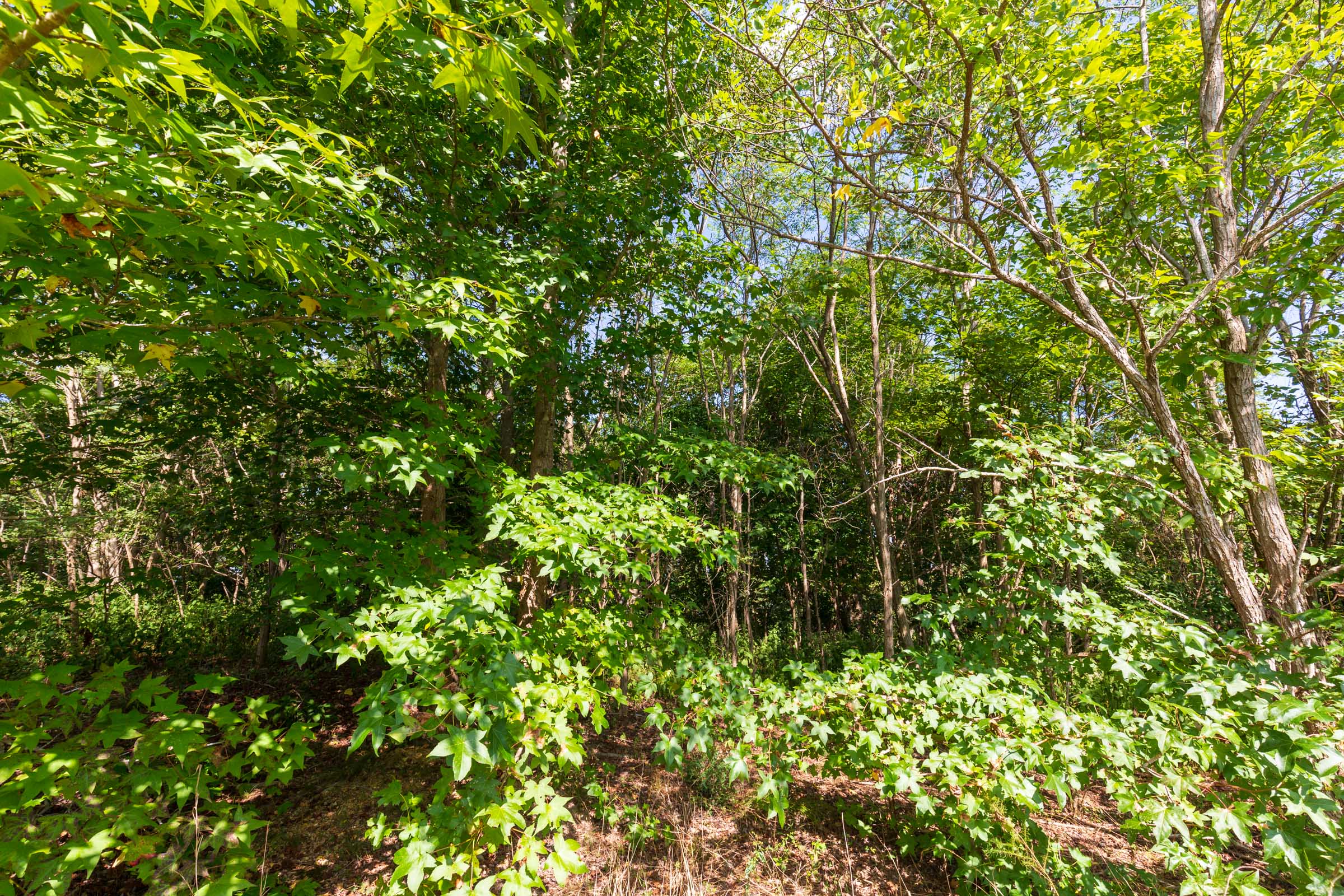 Tract 7 at Redemption Ridge in Wayne County, Tennessee
